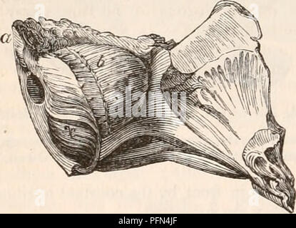 . La cyclopaedia d'anatomie et physiologie. Anatomie ; physiologie ; Zoologie. 930 poissons. viennent s'allongent par l'ajout de portions de leurs calcifiées successivement à la base de pâte ou extrémités postérieures ; l'autre extrémité exerce une pression proportionnelle contre le membre du foramen, et entraînant son ab- sorption commence à dépasser. La couronne de l'tuberculées denticule est exposé sur l'époque où ses côtés se anchylosed à ceux de l'ancienne ligne en saillie. Ainsi, à partir de la clôture de l'apposition des den- ticules, l'ensemble de l'espace extra-parietes de leur commune al Banque D'Images