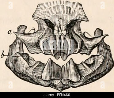 . La cyclopaedia d'anatomie et physiologie. Anatomie ; physiologie ; Zoologie. Mi/xine. (Miiller.) timon. La tanche (fig. 514. Vol. III. p. 979. PISCKS article)* a une seule dent de meulage sur l'occiput (r), opposé à deux mâchoires pharyngiennes denti- gerous ci-dessous (dd). Dans le Lepidosiren une seule plaque dentaire maxillaire (fig. 560., a) s'oppose à un seul schéma de la mandibule. 560.. Lepidosiren. Un (b), et il y a deux petits denticules sur l'os nasal (c). Dans la disparue avec les requins dents broyeuses, appelé Ceratodus et Cte- nodus, les mâchoires étaient armés de quatre dents, deux au-dessus et deux en dessous.f dans la société Banque D'Images