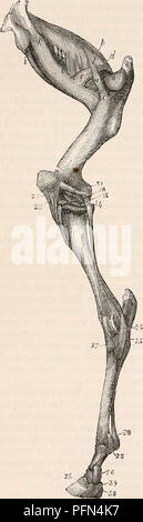 . La cyclopaedia d'anatomie et physiologie. Anatomie ; physiologie ; Zoologie. 730. SOLIPEDA rotuKeri-ileo (biceps), la grande entre nous, les intérimaires, et l'externus vastus cruralis - offrir à tous les quadrupèdes de la même disposition générale que dans l'homme, les trois derniers formant une grande muscle commun (tr//rotu fémoro-ien). La partie antérieure mar- gin de la cuisse dans le cheval et dans d'autres quadrupèdes est formée par la société sartorius (ileo- pretibieu), qui ici, à partir de sa position et de bureau, a été nommée par hippotomists » le long de l'adducteur de la cuisse." Fig. 503.. Musclns profonde de la cuisse et des ligaments de la Banque D'Images