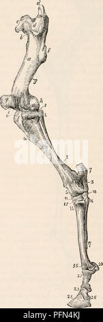 . La cyclopaedia d'anatomie et physiologie. Anatomie ; physiologie ; Zoologie. Les ligaments de l'extrémité antérieure du cheval. Un, une, des ligaments de l'omoplate ; b, une liga- ment de l'épaule-joint ; h, nerf radial ; k, cap- sule de elbow-joint ; d, d, d, e, e, e, les ligaments du coude, le carpe, et phalanges ; o cartilage externe, du sabot ; p, cartilage intérieur du sabot. Le Solipeda 0,5 dans la profonde est très forte et massive, avec bien développé tro- chalumeaux, et en avant pour les crêtes de fixer les muscles implantés dans c : il est cependant tellement court qu'il est tout à fait cachée w Banque D'Images