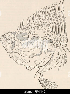 . La cyclopaedia d'anatomie et physiologie. Anatomie ; physiologie ; Zoologie. 674 squelette. un noyau, autour duquel sont disposés, dans pal- mate l'ordre, les rayons de neuf archétypes, qui, se pencher vers l'autre, et à l'hori- zontal ray (9), de la mode la nageoire caudale en forme d'hélice. Cette nageoire caudale, dont les rayons décrire l'arc p q, est composé des paumes de neuf arche- Fig. 492.. Cranio-Jacial tle l'appareil de poissons osseux (Phuronectid&lt;e), indiquant la métamorphose de douze ou plusieurs quantités spinal dans sa composition. types, rayonnant à partir du centre commun (a). Les neuf palm inférieure Banque D'Images