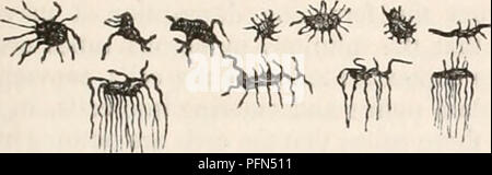 . La cyclopaedia d'anatomie et physiologie. Anatomie ; physiologie ; Zoologie. Le tissu osseux. 851 Fig. 453.. Le formulaire* pris en charge par les cellules osseuses dans l'homme. Fig. 454.. Veuillez noter que ces images sont extraites de la page numérisée des images qui peuvent avoir été retouchées numériquement pour plus de lisibilité - coloration et l'aspect de ces illustrations ne peut pas parfaitement ressembler à l'œuvre originale.. Todd, Robert Bentley, 1809-1860. Londres, Sherwood, Gilbert, et Piper Banque D'Images