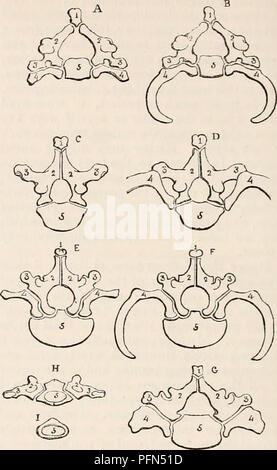 Un ouvrage de référence complet sur l'anatomie et la physiologie humaines, offrant des descriptions détaillées des systèmes corporels et de leurs fonctions. Le texte explore les structures anatomiques, les systèmes d'organes et les processus physiologiques, fournissant des connaissances fondamentales aux étudiants et aux praticiens en médecine. Banque D'Images