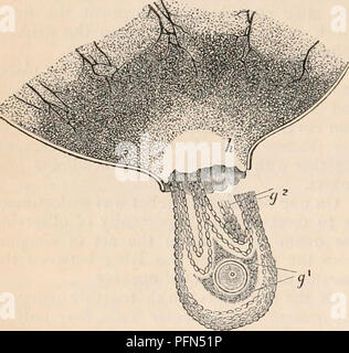 . La cyclopaedia d'anatomie et physiologie. Anatomie ; physiologie ; Zoologie. 560 l'utérus et ses appendices. cess se produit chez le lapin. Ici est représenté une partie d'une vésicule de Graaf mûrs, qui était sur le point de décharger un ovule. Le follicule, après avoir été disséqués de l'ovaire, a été soumis à une légère pression latérale dans le compressorium, par laquelle le follicule a éclaté au point (//) Préparation de rup- ture. L'ovisac a fait place à la mince- nest point, et l'ovule, entouré par la granulosa tunica (g, 1.), et glisser après elle des parties de l'retmacuia (g, Banque D'Images