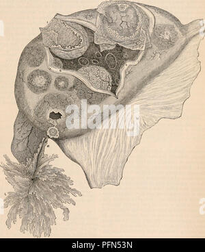 Ce travail de référence complet couvre l'anatomie et la physiologie humaines, détaillant la structure et la fonction de l'ovaire, son rôle dans la protection des ovules et les réseaux de vaisseaux sanguins cruciaux pour la reproduction. Il fournit une compréhension du système reproducteur féminin d'une manière détaillée et scientifique. Banque D'Images