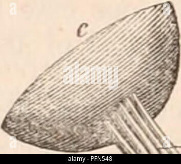 . La cyclopaedia d'anatomie et physiologie. Anatomie ; physiologie ; Zoologie.  a a, b ; des chiasmas, nerf optique dessaisis de neurilema lamina et à l'exposition1 sur une surface ; c. couche sclérosés. Desmoulins, qui a payé la plus grande attention à ces variétés, comme le résultat de ses recherches approfondies, que l'arrangement de la tressée nerf optique dans les poissons, et son aménagement de l'état dans l'ours oiseaux pro- portion à la perfection de la vision dans l'ani- mals à l'examen ; pour les oiseaux qui sont doués de la plus puissante vue piercing possèdent la structure stratifiée à la ma Banque D'Images
