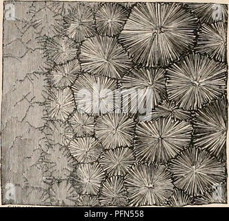 Ce travail de référence complet couvre l'anatomie et la physiologie humaines, offrant des descriptions détaillées de divers systèmes et structures corporels. Il comprend des illustrations microscopiques pour améliorer la compréhension des caractéristiques anatomiques, en mettant l'accent sur les structures cellulaires et les fonctions biologiques. Banque D'Images