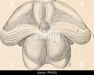 . La cyclopaedia d'anatomie et physiologie. Anatomie ; physiologie ; Zoologie. Les nerfs optiques. 767 " La taille de la papille optique thalami n'est pas en général en proportion directe soit pour que des nerfs optiques ou l'acuité de la vision chez les animaux. "Dans la plupart des poissons les nerfs optiques sont de grande taille, et la perfection de la vision est extrême, mais dans cette catégorie le thalami optiques sont absentes. " Chez les oiseaux, dont certains jouissent de pouvoirs exquis de la vue, de l'optique thalami sont petites. " Dans mammalia les nerfs optiques ne portent aucune proportion fixe de l'optique thalami ; par exemple, le cheval, le boeuf, et Banque D'Images