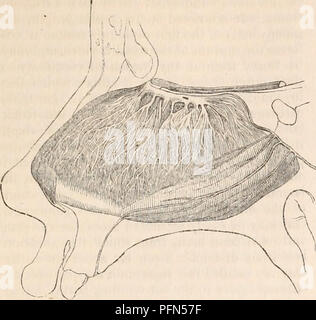 . La cyclopaedia d'anatomie et physiologie. Anatomie ; physiologie ; Zoologie. Le nez. 733 Fig. 404.. Branches de l'olfactif et naso-palatin nerres sur le septum du nez. branches procéder qui, encore une fois, forme plus fin plex- utilise. Ils peuvent être retracés jusqu'à la quatrième plus faible du septum. Les branches sont labyrinthique ou externe plutôt plus nombreux et plus petits. Ils divergent et ramify comme le précédent, se trouvant dans les canaux et les rainures sur la partie supérieure de deux turbinated les os. Elles ont été retracées à la bordure inférieure de l'os turbinated au milieu, mais pas à l'extérieur surface concave, ni à tout pa Banque D'Images