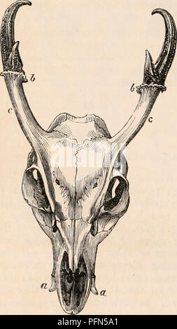 . La cyclopaedia d'anatomie et physiologie. Anatomie ; physiologie ; Zoologie. 512 N. sa base à la bulle tympanique (Jig. 334  %). Ce dernier est bien compressé, et également bien connecté au-dessus à l'apophyses paramastoid de l'occipital, laissant un con- spicuous entre la cavité. Dans les lamas, à la racine de l'Arcade zygomatique apophysis, il y a un grand trou rond juste au-dessus du méat externe. Dans Cervidse- pidae Antelo et le post-glénoïde apophysis est faiblement développé, et la base du zygoma est aplatie et prolongée en arrière vers la crête occipitale ; la partie squameuses Banque D'Images