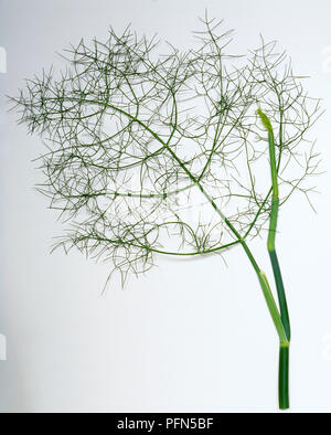 Foeniculum vulgare, le fenouil branche de lustre bleu-vert avec des feuilles vaporeux. Banque D'Images