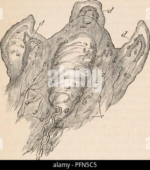 . La cyclopaedia d'anatomie et physiologie. Anatomie ; physiologie ; Zoologie. 50&lt;je TEGUMENTARY. Organes Tissus conjonctifs parfait occupant le centre de la papille, et distingue de plus en ayant leur endoplasts et élastique imparfait Fig. 320.. Une papille avec son Corpusculum tactus entouré ly trois papille vasculaire fibrilles disposés transversalement. à l'axe de la papille, de sorte qu'ils semblent être constituées de laminge superposés transversaux (Jig. 320.). Un ou deux dark-contoured tubules nerveuses trouver dans la base de la papille, et tournant le long d'un côté des globules, fine Banque D'Images