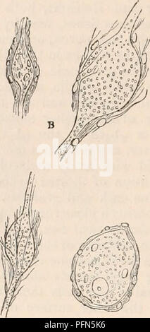 Cette illustration de la Cyclopædia d'anatomie et de physiologie montre des corpuscules ganglionnaires du ganglion gastrique de la torpille, une espèce de rayon électrique. L'image met en évidence la relation entre les fibres nerveuses et les cellules ganglionnaires, un aspect important de la recherche neurologique. Banque D'Images