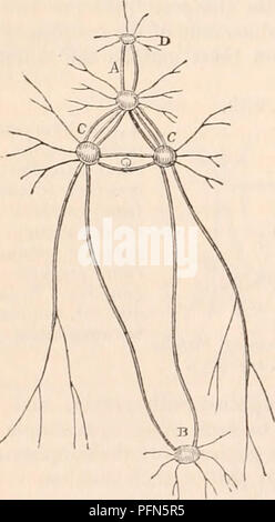 . La cyclopaedia d'anatomie et physiologie. Anatomie ; physiologie ; Zoologie. Système nerveux de l'Aplysie. Dans Sci/lhea, selon M. Gamer, le cerveau est entièrement supra-oesophagien ; il semble être composé de quatre organismes des ganglions, pro- bably et cérébral de l'activité. Le pied est devenu trop faible pour que les noyaux gris centraux. M. Garner a remarqué deux minutes de points noirs, un de chaque côté du cerveau, composé probablement de pigment noir, qu'il considère être rudimentaires des yeux.. Veuillez noter que ces images sont extraites de la page numérisée des images qui peuvent avoir été numériquement enh Banque D'Images