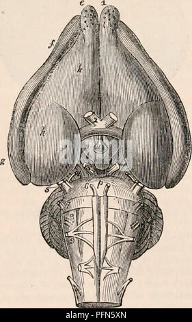 . La cyclopaedia d'anatomie et physiologie. Anatomie ; physiologie ; Zoologie. paire e résultats t (testicules) (8) ; une circonstance qui est l'inverse de ce qui existe en carnivores quadrupèdes. En d'autres respecte la structure du cerveau dans les rongeurs n'offre pas liarity pecu- dignes de mention spéciale. Les organes des sens strictement conforme à leur structure anatomique pour le type général commun à mammiferous quadrupèdes, et par conséquent n'a pas besoin d'occuper notre attention dans ce lieu. Fig. 280. La surface du cerveau du mâle agouti. (Après toi.) a, la medulla spinalis ; b, c, pyramide, postérieur Banque D'Images