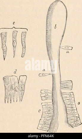 . La cyclopaedia d'anatomie et physiologie. Anatomie ; physiologie ; Zoologie. La membrane muqueuse. 401 villosités intestinales), et leurs côtés ont tendance à assumer la direction des rayons d'un centre commun. C'est pourquoi ils sont parfois même triangulaire en contour. Leur extrémité libre ou d'en face est beaucoup plus épais, souvent aussi épais que la partie gonflés par le noyau, et près de cette extrémité neigh- bouring particules sont généralement très intimement attachés les uns aux autres, ayant souvent l'apparence d'être mélangé dans une masse unique. Le meilleur exemple de ceci est sur les villosités de l'intestin grêle (Jig- 280). Le contig Banque D'Images