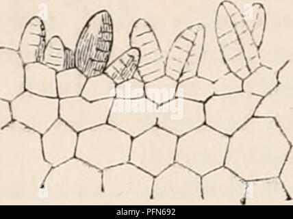. La cyclopaedia d'anatomie et physiologie. Anatomie ; physiologie ; Zoologie. 25* LA REPRODUCTION, Légumes Légumes (ovule). à l'axe de la fronde. Ceci est suivi de chaque côté par des, et ensuite par la Fig. 200.. r section verticale de marbre du gem-pochette de Lunularia, 50 diam. Le club des rudiments en forme de pierres précieuses sont joints par leur base à la couche superficielle de cellules, qui sont beaucoup plus petites que celles sur lesquelles ils sont pris en charge. cloisons verticales, qui sont en parallèle. Les résultats d'où un organe bilatéral, les surfaces des Fig. 201.. Veuillez noter que ces images sont extraites Banque D'Images