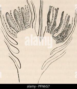 . La cyclopaedia d'anatomie et physiologie. Anatomie ; physiologie ; Zoologie. 238 REPRODUCTION, DE LÉGUMES LÉGUMES (ovule). nema)*, ressemblant à l'dans toutes ses relations à la future plante, le mycélium des champignons et lichens. 73. Première période.-germination de la spore.-^ -La spore de la mousse est une des cellules nucléées, le contenu de solides qui sont granulaires, et se composent de protéines, amidon et dex composés- trine. À partir de la membrane en herbe hors de ses résultats, un filament creux, qui, comme il s'allonge, divise par une succession de cloisons transversales. Il commence alors à dans toutes les directions de la direction générale, chaque direction générale Banque D'Images