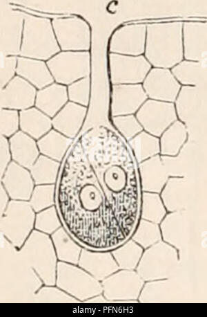 Le Cyclopædia d'anatomie et de physiologie est un ouvrage de référence faisant autorité couvrant divers aspects de l'anatomie humaine, de la physiologie et de la zoologie. Il comprend des illustrations détaillées des processus biologiques, y compris le développement de l'archégonium dans les plantes. Banque D'Images