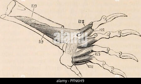 . La cyclopaedia d'anatomie et physiologie. Anatomie ; physiologie ; Zoologie. 280 REPTILIA. surface du pubis, sa confusion marge antérieure à celle de l'glutaeus medius. L'obturateur externus (de Bojanus adducteur) se présente en deux parties, l'une venant de la pu !)est, l'autre de l'ischion ; leurs deux tendons s'unissent pour former un large tendon, qui est inséré dans les deux trochanters. Les adducteurs de la cuisse ne découlent pas de le pubis, mais de l'ischiadic partie de la symphyse pubienne. Un muscle, l'analogie dont il est diffi- cile de reconnaître, découle de la haute sur- face de la Banque D'Images