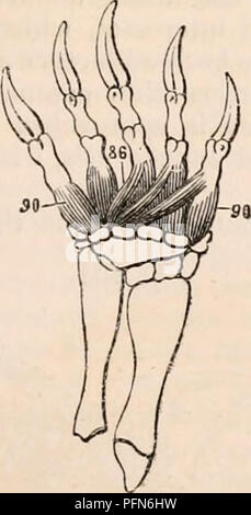 . La cyclopaedia d'anatomie et physiologie. Anatomie ; physiologie ; Zoologie. Myvlogy de la tortue 71, pronator teres (insertion de) ; 72, 75 ; quailratus pronator radial, interims ; 88, flexores- torum digi breves ; 90, interossei digitoriun à manus- terni. Il y a seulement un supinator*, qui est in- sérée dans le poignet ; il provient de la condyle externe, mais dans les tortues ce muscle est insuffisant. Les pronators des bras- sont présents dans les pays ; toutefois, la tortue pronator quadratus est très petit, et situé à proximité de la carpe. Muscles de la main. - Les muscles de la Banque D'Images