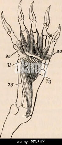 . La cyclopaedia d'anatomie et physiologie. Anatomie ; physiologie ; Zoologie. HEPTILIA. 279 dans les tortues ne semble pas avoir d'origine de l'omoplate. Fig. 197.. Myvlogy de la tortue 71, pronator teres (insertion de) ; 72, 75 ; quailratus pronator radial, interims ; 88, flexores- torum digi breves ; 90, interossei digitoriun à manus- terni. Il y a seulement un supinator*, qui est in- sérée dans le poignet ; il provient de la condyle externe, mais dans les tortues ce muscle est insuffisant. Les pronators des bras- sont présents dans les pays ; toutefois, la tortue pronator quadratus est très petit, Banque D'Images