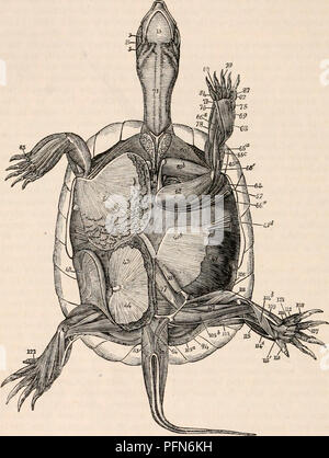 . La cyclopaedia d'anatomie et physiologie. Anatomie ; physiologie ; Zoologie. 274. HEPTILIA ; ce carapax émet un faisceau à la cace satisfaisant ; mais il n'est pas le cas de l'atlas, qui est le splénius colli. muscles longs venant de la dorsale ou à ce jour, même en ce qui concerne le petit mus- partie lombaire de la colonne vertébrale, qui sont re- cles du cou, les analogies sont suffi- placés par d'autres ayant une totalement contraire Fig. 191.. Myoloyy des Tortue. I, muscle temporal ; 3, 13 ; digastricus, mylohyoides hyomaxillaris ; 16, 21 ; le muscle transverse, embrassant le cou ; 40, obliquus ab Banque D'Images