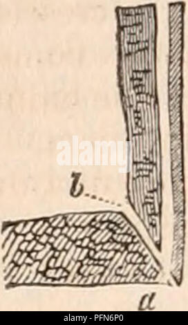 . La cyclopaedia d'anatomie et physiologie. Anatomie ; physiologie ; Zoologie. b1C86 RRHOPODA. Fig. 337. Fig. 338.. les rainures sont très fortement marqué dans certaines espèces, comme dans Balanus Spinosus (Jig. 337), où les tubes sont grandes, et les murs relativement mince. Dans tous les exécuter dans les lignes droites de l'apex divergents des compartiments à leurs bases. Il n'y ils open close à la marge de la base générale. Dans la plupart des espèces, cependant, leurs orifices sont, en partie, comblé par une extension de la base (a, à la turlutte. 338). Dans certaines petites espèces, les tubes sont plus larges que ceux de plus grandes, t Banque D'Images