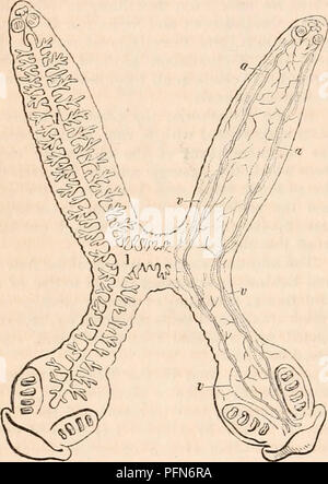 . La cyclopaedia d'anatomie et physiologie. Anatomie ; physiologie ; Zoologie. 654 CIRCULATION. mosing navires. Les grandes parties de la longi- tudinal bateaux ont été observées à contracter et dilater ; mais ni l'un, ni d'une diffusion progressive de la connexion avec tout vasculaire système respiratoire distinct n'a encore été détecté. Entosoa.-Dans les Entozoa, organes de circu- lation assez semblable à celles qui viennent d'être mentionnés dans le Planariae ont été trouvés par Bojanus et Mehlis dans l'Distoma et Tristoma, et par Nordmann* dans ces remarquables petits Entozoa habitant la chambre aqueuse de t Banque D'Images