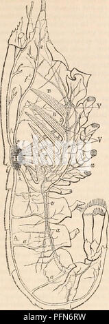 Cette entrée dans le *Cyclopædia d'anatomie et physiologie* décrit le système circulatoire chez les crustacés, en se concentrant sur le homard. Il détaille la structure de leur cœur et de leurs artères, le rôle des branchies et la présence de sinus au lieu de veines. L'information contribue à la compréhension de la circulation sanguine chez les arthropodes et d'autres espèces apparentées. Banque D'Images