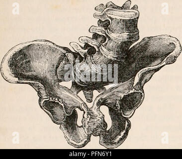 . La cyclopaedia d'anatomie et physiologie. Anatomie ; physiologie ; Zoologie. 188 BASSIN. La sympliysis a 2t3- pouces. La distance entre le pubis supérieure rami à Fig. 118.. Bassin o Isabel Redman. le point de courbure angulaire, a été £ d'un pouce. À partir de la 4e vertèbre lombaire à son bord antérieur supérieur, à gauche l'acétabulum, n'était que de f d'un pouce sur le côté droit ; f. Le plus grand diamètre transversal a été 5f pouces. À la sortie, la distance entre les tubérosités sciatiques était 3f pouces ; entre les épines 2f. La plus grande contraction de l'arc pubien était à l'étude WHI, rami sciatique Banque D'Images