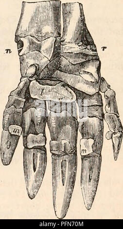 . La cyclopaedia d'anatomie et physiologie. Anatomie ; physiologie ; Zoologie. MONOT11EMATA. 377 correspondant à la rameur aiguiser l'échidné. Ces pierres, qui s'appellent les ' epicoracoids" (calibre- 173, A, n n) sont rejoints par leur marge médian à la tige de l'episternal, et par leurs marges antérieure à ses branches transversales, qui sont recouverte par l'epicoracoids. La vraie ou acromial clavicule (fig. 173, A, M /") est une longue, mince, comprimé, légèrement pliés bone, suite de la cavité articulaire à la fin de l'acromion à près de la ligne médiane de l'episternum, antérieure à mais parallèles Banque D'Images