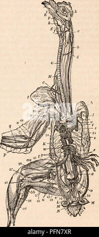 . La cyclopaedia d'anatomie et physiologie. Anatomie ; physiologie ; Zoologie. 338 AVES. On passe entre l'interne et milieu orteils, ramifies sur leurs articulations, et s'unit à l'artère dans la plante du pied ; l'autre est distribué entre les pieds, et les phalanges ou orteil qui occupe la place du grand orteil ; l'artère principale passe maintenant à la plante du pied par un trou dans l'os du tarse méta-, à gauche pour la fin, lorsque les pièces d'origine de cet os sont unis par ossi- fication. Dans cette situation l'artère peut recevoir le nom de la réflexologie plantaire. Elle vient à peine de pa Banque D'Images