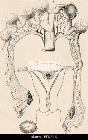 . La cyclopaedia d'anatomie et physiologie. Anatomie ; physiologie ; Zoologie. Ovule. 53 Le nom de l'ovaire est dans tous les animaux appliqués à l'orgue, mais variée dans sa structure et les relations, dans lequel les ovules sont formés. Comme déjà indiqué, cependant, il est à noter, que dans les animaux supérieurs, il n'est que l'ovule, ou d'œuf, avec son germinal vesi- cle et enveloppant membrane qui est formé dans l'ovaire, tandis que le cortex externe ou parties de l'ovule sont ajoutés à ceux-ci, dans leur descente à travers les passages de sexe féminin après avoir quitté l'ovaire. Il y a quelques exemples dans lesquels il semble que Banque D'Images