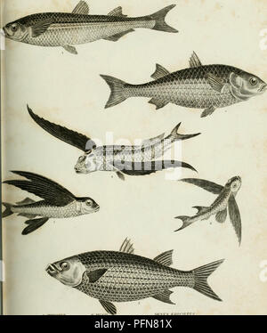 . La cyclopaedia ; ou, dictionnaire universel des sciences, des arts et de la littérature. Les plaques. Encyclopédies et dictionnaires. lu.Sjrlt. IdHTHXYOLOOY. ORDKK UDOMIX .â.il.ES nt'OnlT. II :. OEXPS EXOCtBTVS FlyingFisi) COMMO ATHERINE (T.H.Vtf si. t;Rf:rit. Mf.DlTEIUl^SEAK F.F. SWJH.On'F.F. J'XTIC^ITl.F.F. (MTlIlet jriiERrE G.. Les JUGES 2. Vino i. M. (rphilut. Veuillez noter que ces images sont extraites de la page numérisée des images qui peuvent avoir été retouchées numériquement pour plus de lisibilité - coloration et l'aspect de ces illustrations ne peut pas parfaitement ressembler à l'œuvre originale.. Rees, Abraham, 1743-1825. L Londres Banque D'Images