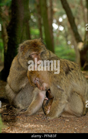 Barbary ape (Macaca Sylvana) - Famille - adultes et jeunes - Magot - Épouillage Macaque de Barbarie Banque D'Images