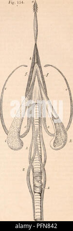 . La cyclopaedia d'anatomie et physiologie. Anatomie ; physiologie ; Zoologie. 316 AYES. bandes à l'abaisser et bord interne de la mâchoire inférieure ; ces unir et entourent la cerato- hyal ou cornua des os hyoides ; et comme ils l'appeler l'avant l'os hyoides, dépasser la langue de la BEC. 4e. La cérato-hyoideus passe de l'rerato-hyal à l'ovni-hyal, et est donc soumis aux mouvements latéraux de la langue. 5ème. Le Sterno-hyoidei sont remplacés par un morceau de muscle qui s'étend de la surface antérieure de la partie supérieure du larynx pour être attaché à la base du glosso-hyal. 6ème. A s Banque D'Images