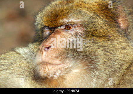 Barbary Ape (Macaca Sylvana) - Portrait - un regard - magot de Barbarie macaques Banque D'Images