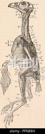 . La cyclopaedia d'anatomie et physiologie. Anatomie ; physiologie ; Zoologie. 290 AVES. lois de co-existence et de tout ce qui a trait à la nature des organes et de leurs fonctions essentielles, comme à l'heure actuelle. Ils se permettre aucune preuve, pas même une trace de toute partie ayant été allongée ou raccourcie, ou autre pro- gressively modifié, soit par l'exploitation de causes externes ou internes- volontaire par impulsion. Myologie.-Le système musculaire d'oiseaux est remarquable pour la clarté et la densité du carneous fibres, leur profonde couleur rouge, et leur séparation marquée de la dix- dons, w Banque D'Images