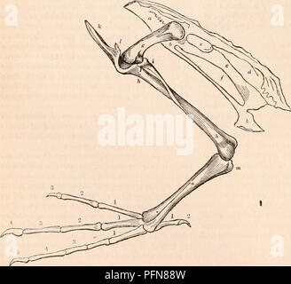 . La cyclopaedia d'anatomie et physiologie. Anatomie ; physiologie ; Zoologie. 286 AVES. l'humérus présente un processus notable à l'extérieur, près de son extrémité inférieure ; et dans le Fralercula arctictt Macareux C) un moveably ossiculum est formulé à ce processus. Un autre ossiculum peut ici être remarqué, bien qu'il appartient plutôt à l'ulna, étant essentiellement l'olécrâne séparés que de l'os. Cette maison indépendante de l'Os sésamoïde est attachée ci-dessous (comme la rotule du genou ligament capsulaire) à la et les tendons de l'extenseur de mus- cles, dans nombre des Raptores, et dans les martinets. En th Banque D'Images