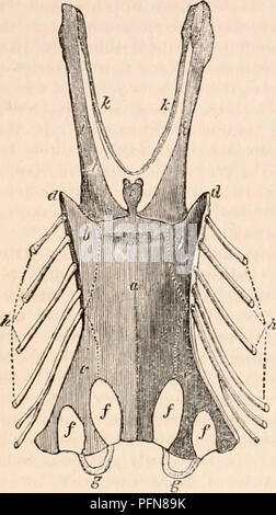 . La cyclopaedia d'anatomie et physiologie. Anatomie ; physiologie ; Zoologie. 282 AVES. quille sternale traduit la force de l'ante- vant dans l'oiseau d'extrémité. Outre la différence de forme et de développement de la crête mésiale ou quille, l'ex- sternum présente beaucoup d'autres variétés dans les différents ordres et familles d'oiseaux. Un arrangement zoologique de la classe a même été fondée sur les modifications de cette cha- racteristic et partie importante du squelette. Dans toutes les espèces, le sternum est plus ou moins Fig. 129.. Sternum, coracoids et clavicules d'un quadrilatère pic-vert. Banque D'Images