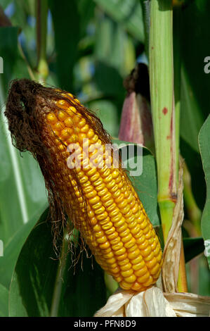 Dans l'oreille de maïs - Maïs (Zea mays) Epis de maïs Banque D'Images