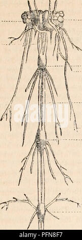 . La cyclopaedia d'anatomie et physiologie. Anatomie ; physiologie ; Zoologie. ARACIINIDA. 207. Fig. 90. b être correctement appelé la queue. Dans l'Aran- une idee les ganglions sont moins nombreuses que dans le Scorpionidte : &Lt ;* la première paire, ou celle qui consti- d tutes le cerveau, (l/ ?g.91) isquite,o, distincte de la thoracic ; ce sont au nombre de quatre (66) mais ont subi un degré remarquable de centrali- sation, étant inti- ron reliés ensemble de manière in- acte pour former une masse dans laquelle toutes les traces de jonction sont perdues, sauf à s les côtés, qui sont restés gratuitement et sous la forme d'organes smallconoid Banque D'Images