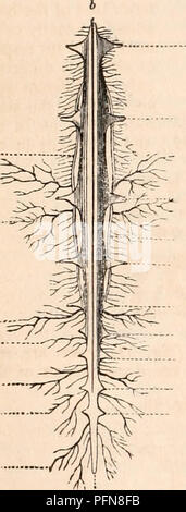 . La cyclopaedia d'anatomie et physiologie. Anatomie ; physiologie ; Zoologie. 206. ARACIINIDA ont un appareil de circulation assez bien développé. Il se compose d'un bâtiment allongé placé immédiatement sous la peau le long de la ligne du milieu de la partie dorsale de l'arrière, sur quel compte il a reçu le nom de vaisseau dorsal (calibre 89)-. Il est maintenu dans sa situation par de petits muscles, ligaments ou un (une), qui chez les insectes sont appelés ales cordis. La texture de la nageoire dorsale, et membraneux bateau est assez ferme ; il contient un liquide incolore. Ce coeur est en communication avec de nombreux v Banque D'Images