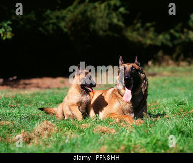 Berger Belge Malinois - chien -avec pup (Canis familiaris) Berger belge - chiot Banque D'Images