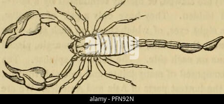 . Règne Animal de Cuvier : organisées en fonction de son organisation. Les animaux. 466 ARACHNIDES. minées. Chacun des quatre segments suivants possède une paire de sacs pulmonaires et stigmates. Immédiatement après le sixième segment, l'abdomen est soudainement réduit, le terminal six articulations noués formant la queue. Les tarses sont similaires, et 3-articulé, avec deux ungues terminal. Les deux cordons nerveux allant du cerveau sont united à dans terals-, formant sept ganglions, dont le terminal qui appartiennent à la queue. Pour plus de détails de l'anatomie de ces animaux, consulter les œuvres de Treviranus, M. de Se Banque D'Images