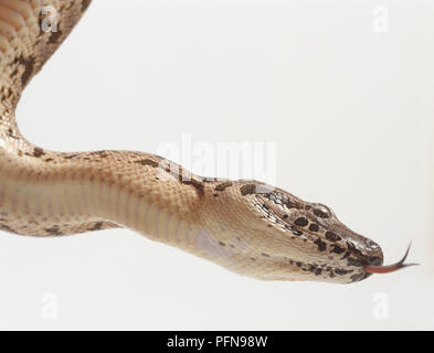 Vue latérale de la tête d'un boa de Dumeril, Boa dumerili, montrant la peau visible sous le menton, la gorge, la mental groove. Elle marque une zone de peau élastique en particulier. L'œil et la langue fourchue sont également visibles. Banque D'Images