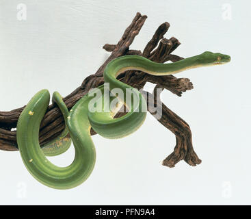 Green Tree Python, Morelia viridis, partiellement enroulé autour d'une grosse branche. Le serpent est vert clair avec une ligne brisée de marques blanches le long de la ligne médiane du dos. Les bosses sont visibles sur la tête et le serpent a les yeux verts. Banque D'Images