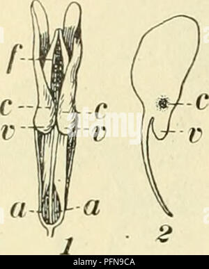Ce travail néerlandais se concentre sur la flore indigène des pays-Bas, offrant des descriptions détaillées de diverses familles de plantes, y compris la famille des légumineuses Papilionaceae, avec une attention particulière à leurs interactions écologiques. Banque D'Images
