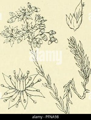 Ce travail botanique se concentre sur la flore des pays-Bas, mettant en évidence les caractéristiques de plantes comme Sedum reflexum, y compris la structure florale, la disposition des feuilles et les habitudes de croissance distinctives de la plante. Banque D'Images